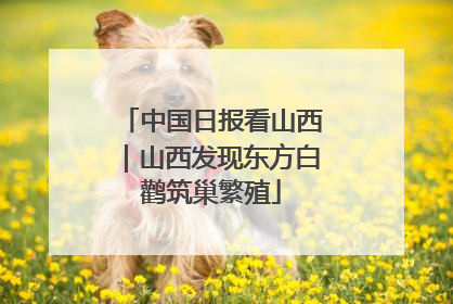中国日报看山西｜山西发现东方白鹳筑巢繁殖